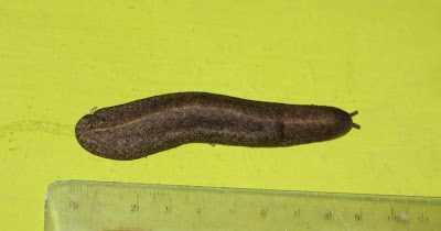 Slug Vaginulidae 