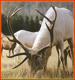 The elk, or wapiti, is one of the largest species 