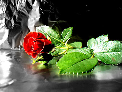 red roses wallpaper. red rose wallpaper pc.