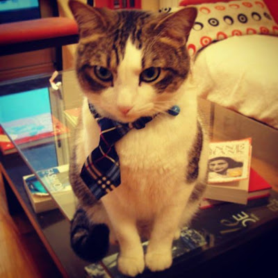 Gato con corbata