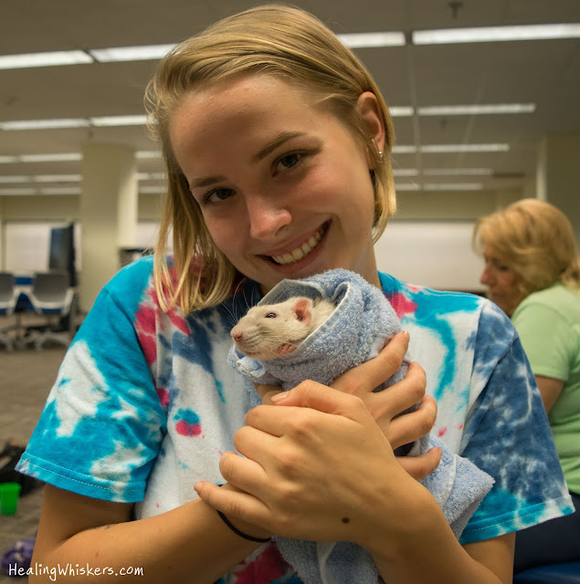 Oliver the therapy rat