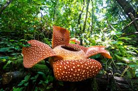 BUNGA RAFFLESIA