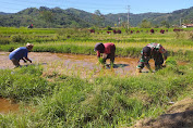 Turun Kesawah Babinsa Koramil 03/Pegasing Dampingi Warga Menanam Padi.