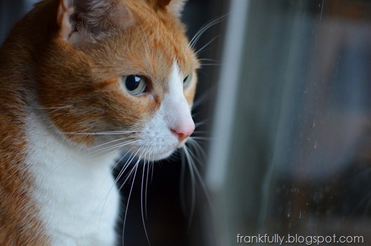 Puppy the Cat