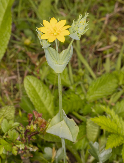 Yellow-wort, Blackstonia perfoliata.  Leybourne Lakes, 16 June 2016.