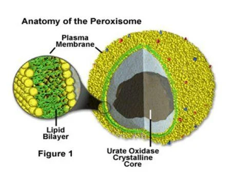 Peroksisom (Badan Mikro)