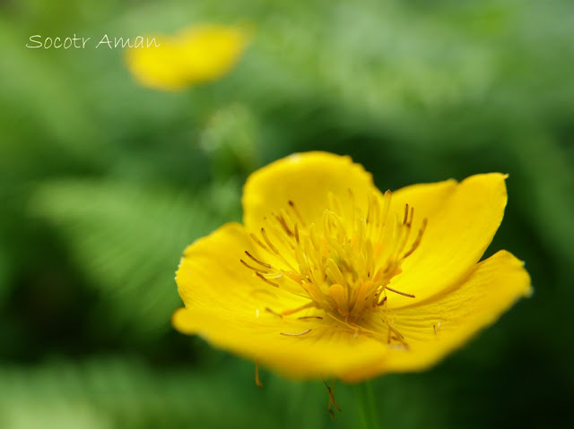 Trollius japonicus