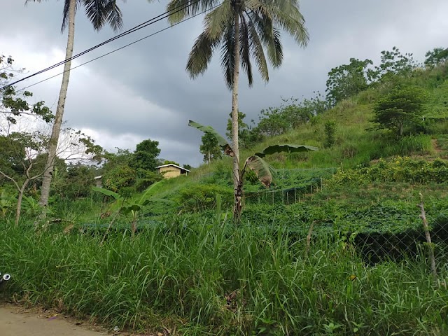 Near Mountain View 🌳🌳Lot for Sale in Babag Busay Cebu City🌳🌳