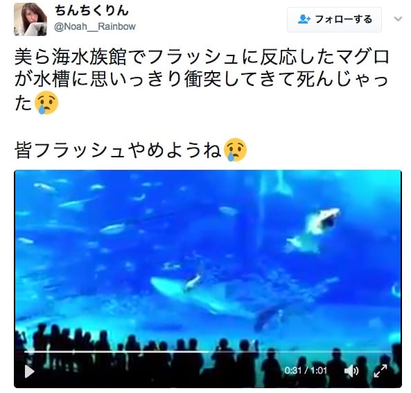 Maguro gekitotsu 1