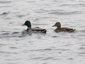 mallard ducks