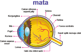 Gambar Penampang Bola Mata