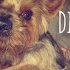 Diy dog