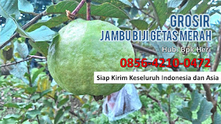 Supplier Jambu Biji Merah, Grosir Jambu Biji Merah, Distributor Buah Jambu Biji.JPG