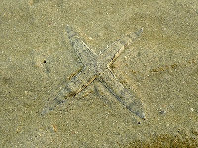 Sand-sifting Sea Star (Archaster typicus)