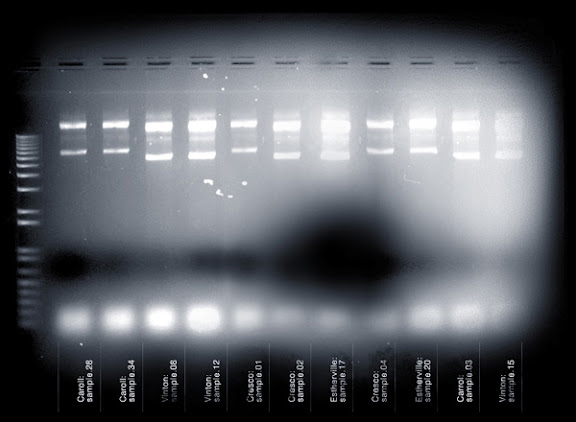 Fringe Pattern - Case 0091 - Evidence 0005 - DNA analysis taken from Iowa sheep