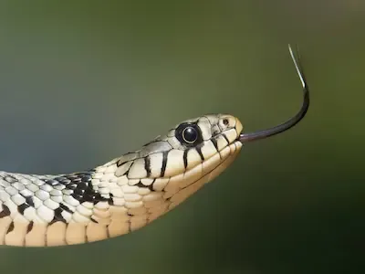 عالم الأفاعي الرهيب snakes