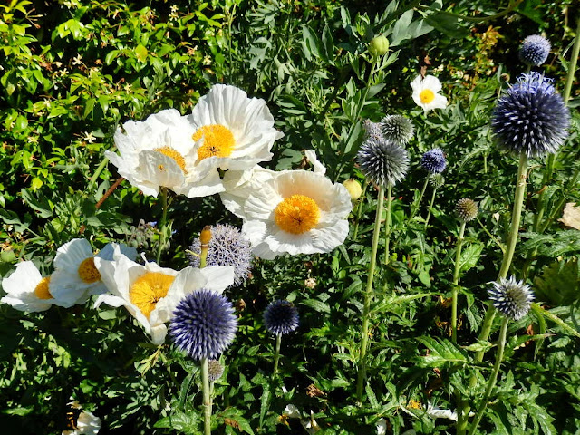 Flowers at Lost Gardens of Heligans