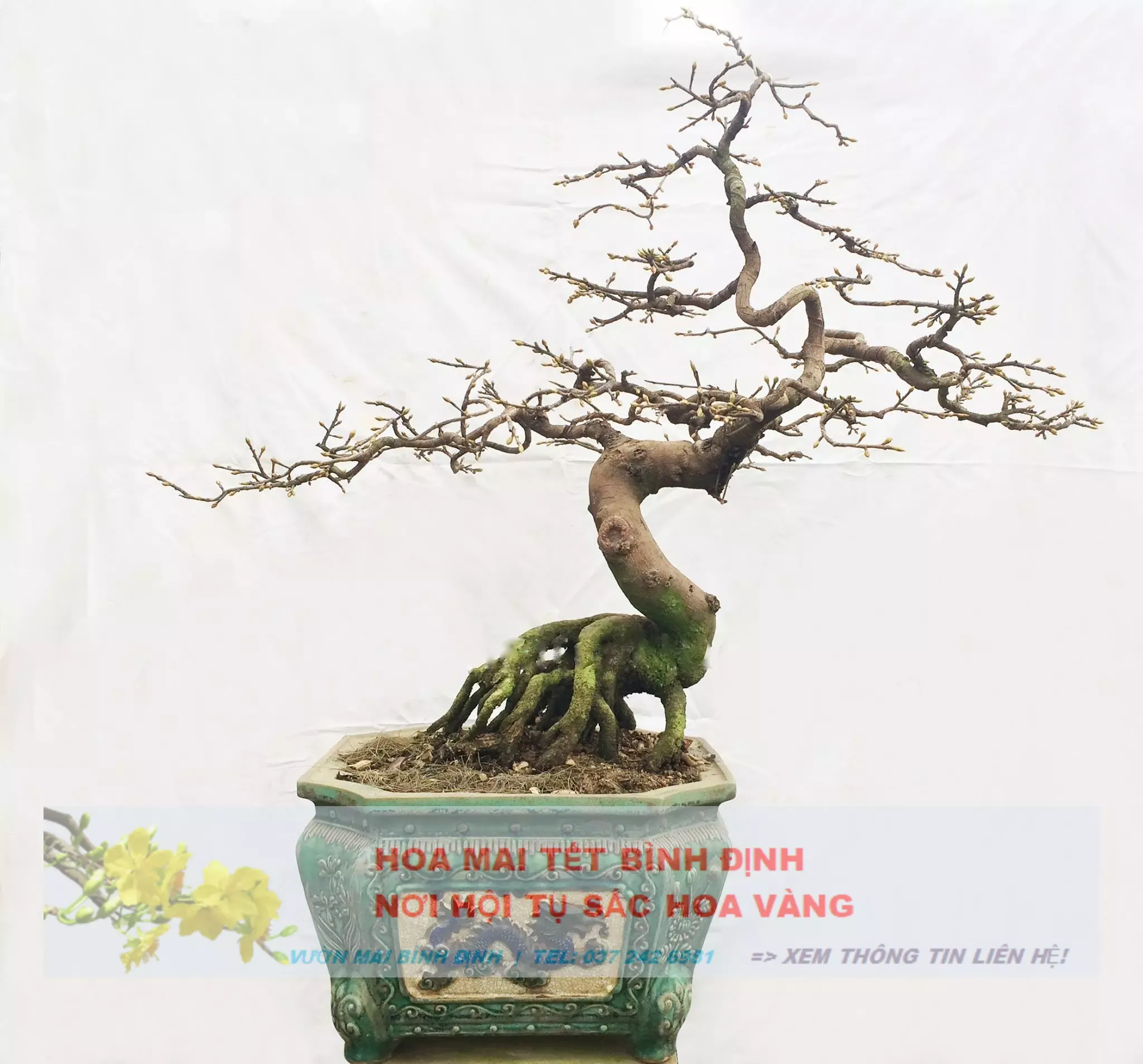 Nghệ thuật tạo dáng mai vàng bonsai Bình Định