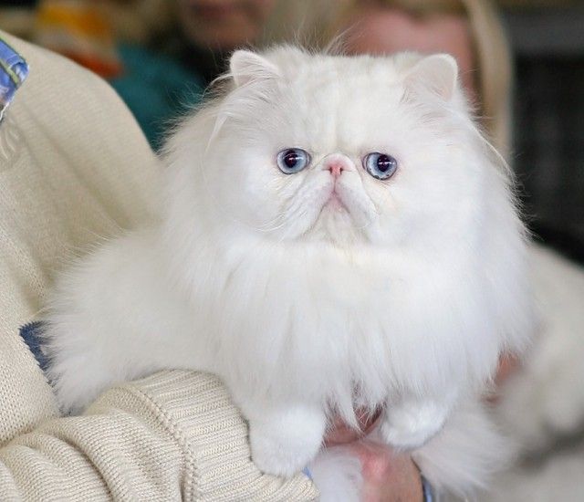 Persian cat