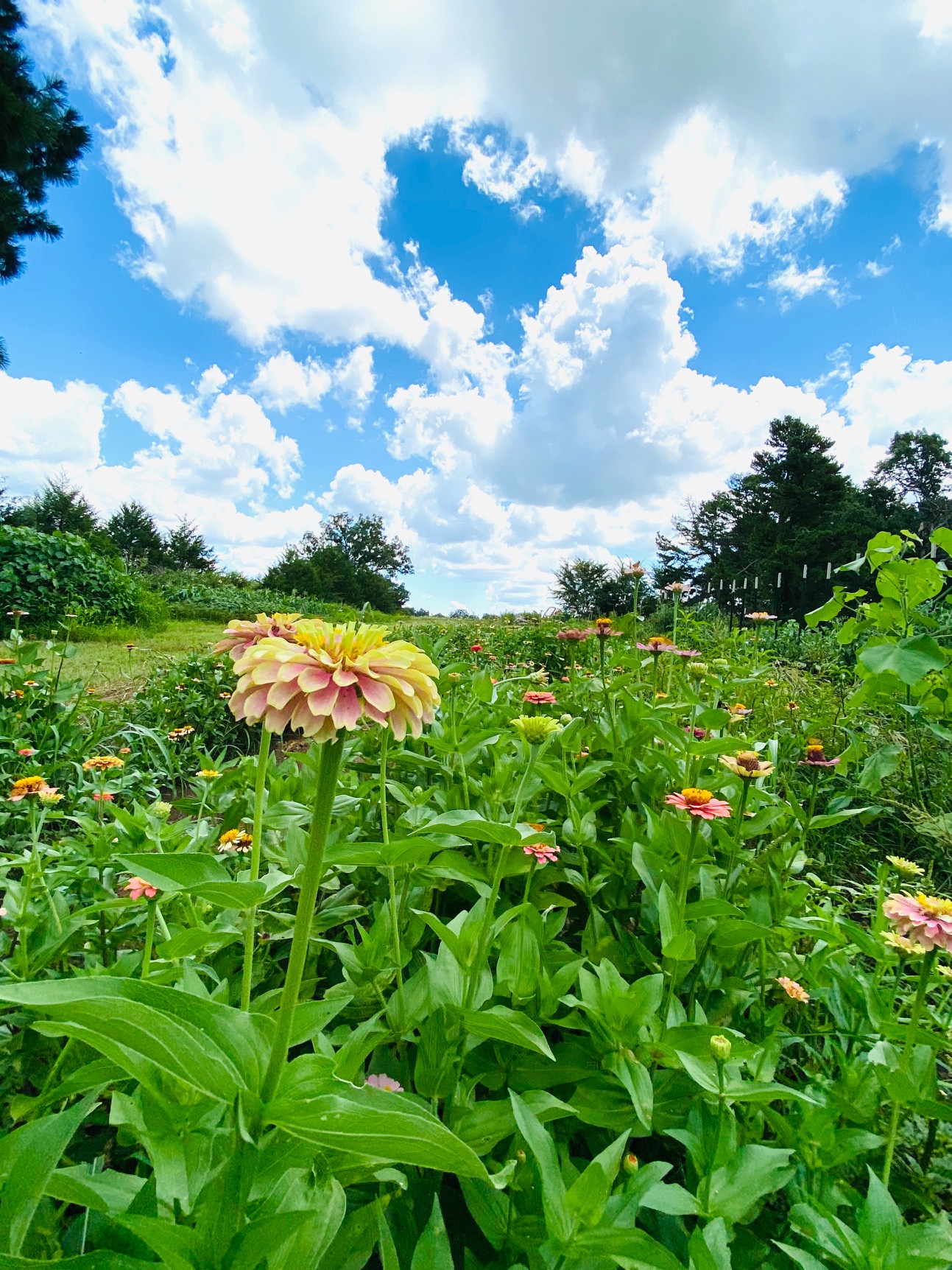 Zinnia Field