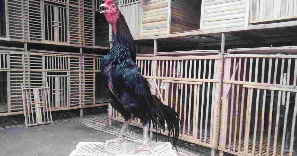 Kandang umbaran ayam  aduan  terbaik