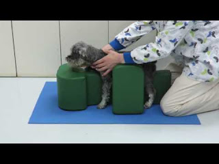 menor pressão nas patas dos cães paralisados