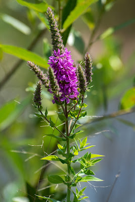 Purple Loosestrife, Indiana Dunes National Park