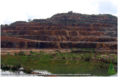 Eucalyptus bioremediation plantations in Galicia, Northwestern Spain. GIT Forestry Consulting