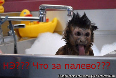 Funny little moneky in the bath