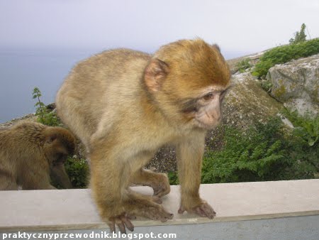 Gibraltar małpy