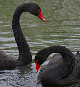 Black swans In one of the chapters of The Black Swan: The Impact of the . (two black swans pictures)