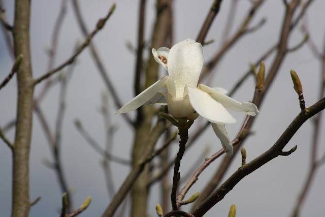 broken beauty, storm, magnolia, flower