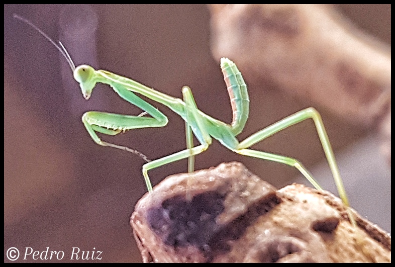 Ninfa hembra L3 de Omomantis zebrata