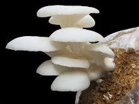 Soal HOTS Biologi tentang Kingdom Fungi Jamur Kunci Jawaban