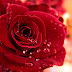 Red Rose HD Wallpapers