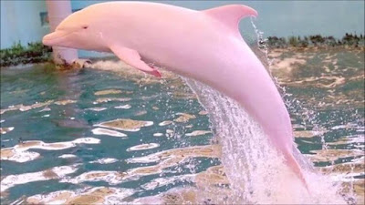 Розов делфин