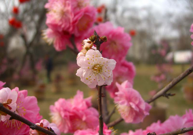 Plum Flowers