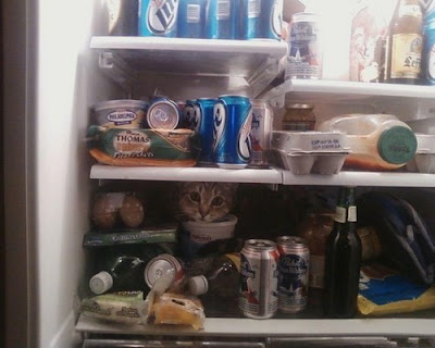 photo of a cat in a refrigerator