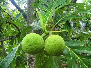 Can i eat breadfruit while pregnant
