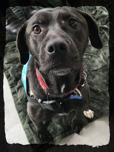 Black Labrador Retriever