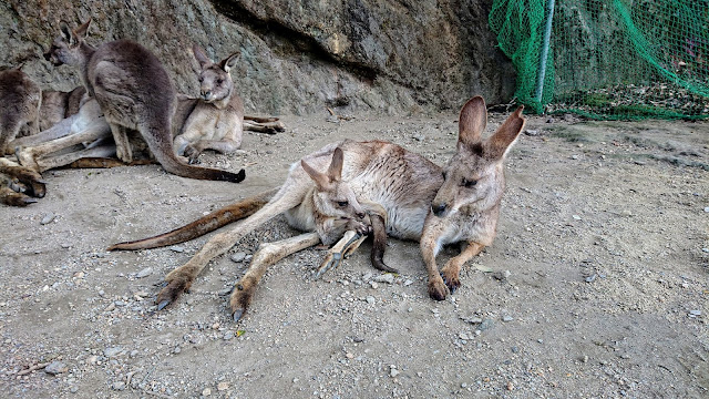 長崎バイオパーク カンガルーの赤ちゃん