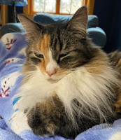 A medium-haired calico cat is looking solemnly at the camera