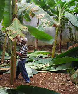 Banana plants