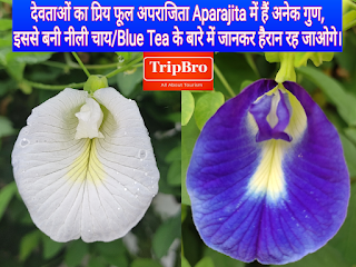 देवताओं का प्रिय फूल अपराजिता Aparajita में हैं अनेक गुण, इससे बनी नीली चाय/Blue Teaके बारे में जानकर हैरान रह जाओगे।