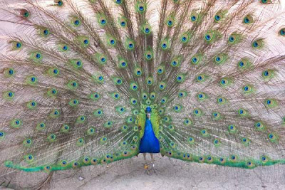 beautiful male peacock show off his amazing feather