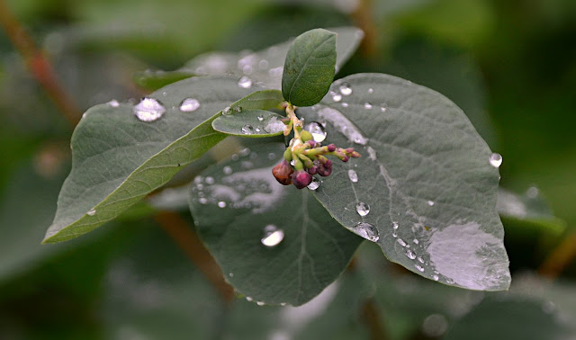 Drops of rain water bead  on nearly velvety grey-green leaves with a small cluster of pink buds at the centre. https://cohanmagazine.blogspot.com/