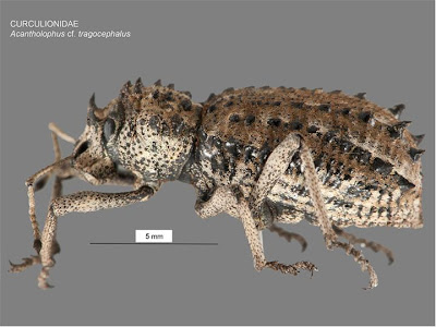 Acantholophus cf. tragocephalus