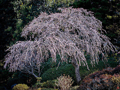 Shidare-ume (weeping Japanese apricot) flowers: Kaizo-ji