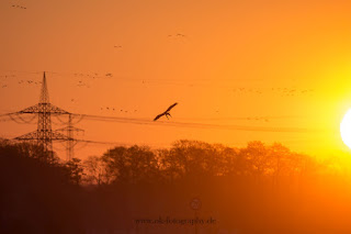 Wildlifefotografie Seeadler Dümmer See Ochsenmoor