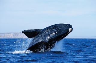 Avistaje de Ballenas en Península Valdés